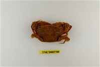 藏品(達氏短槳蟹)的圖片